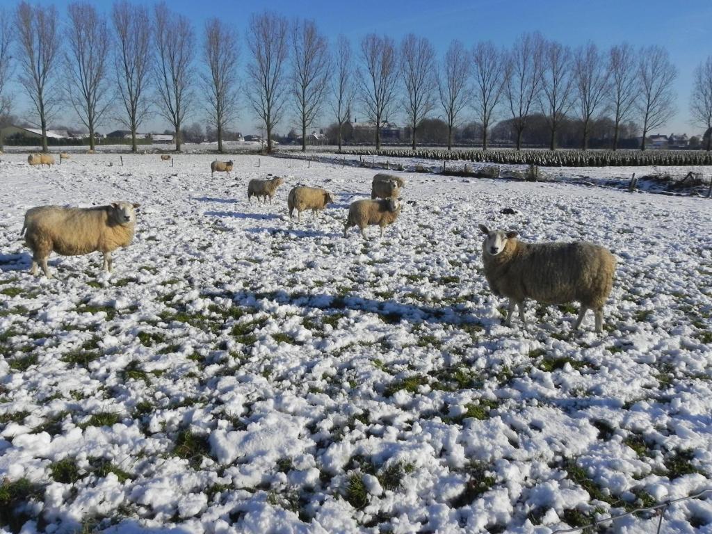 Hoeve De Mertel Biezenmortel Eksteriør billede